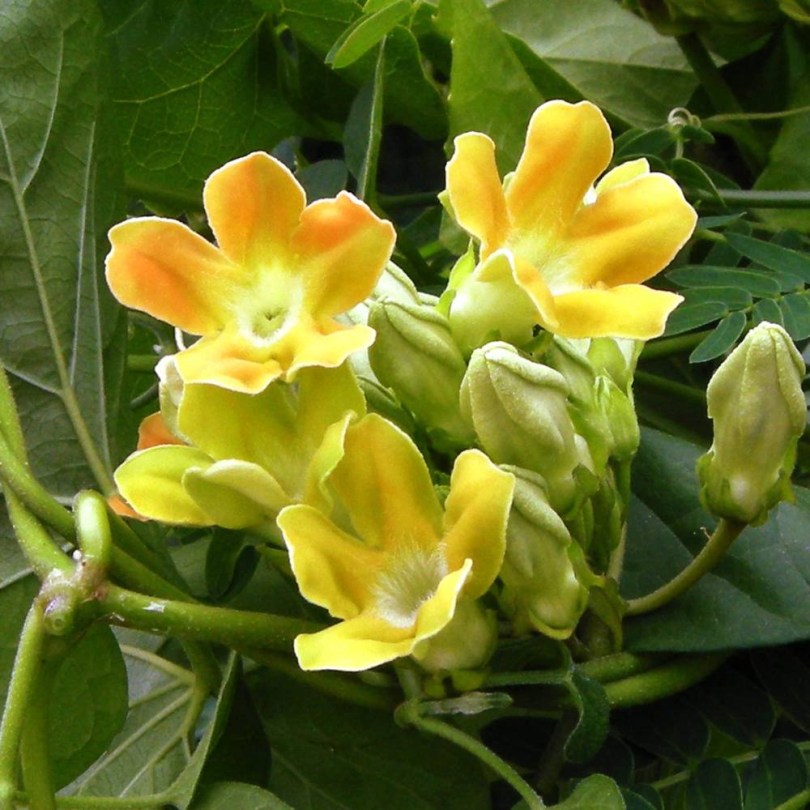 Kínai jázmin - Kínai viola, Telosma cordata, ehető virág